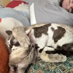 “Azzurro Cattery – Sphynx & Devon Rex Kittens in Brooklyn, NYC”