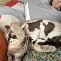 “Azzurro Cattery – Sphynx & Devon Rex Kittens in Brooklyn, NYC” ico