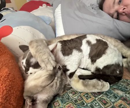 “Azzurro Cattery – Sphynx & Devon Rex Kittens in Brooklyn, NYC”