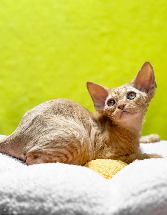 “Azzurro Cattery – Sphynx & Devon Rex Kittens in Brooklyn, NYC” Picture 4