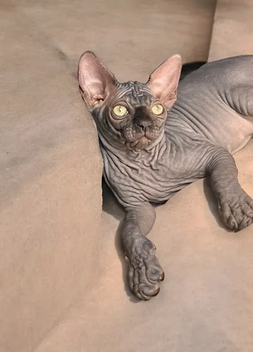 Sphynx universe Picture 1