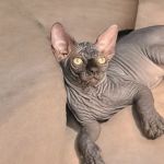 Sphynx universe