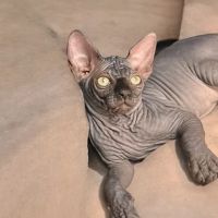 Sphynx universe ico