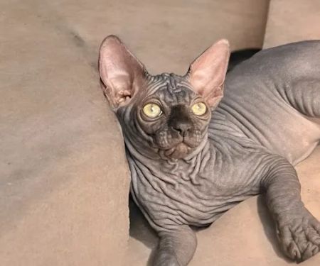 Sphynx universe