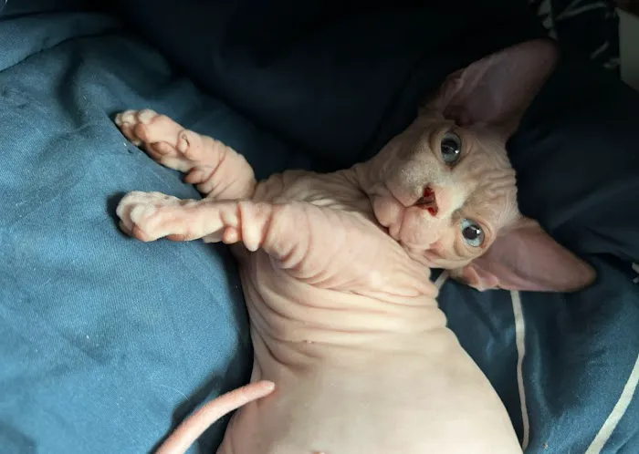 Sphynx universe Picture 7