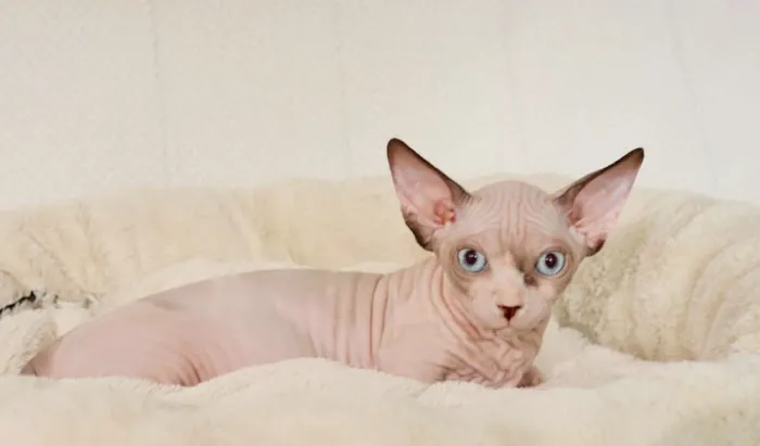 Sphynx universe Picture 4