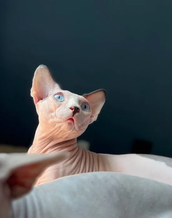 Sphynx universe Picture 2