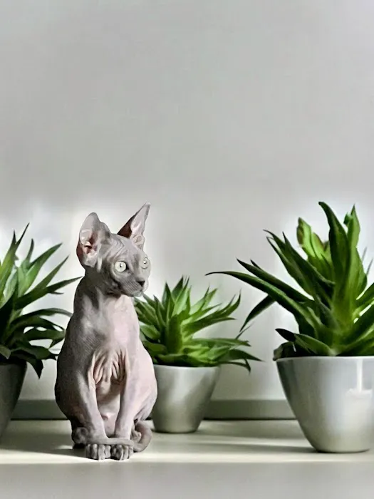 Sphynx universe Picture 6