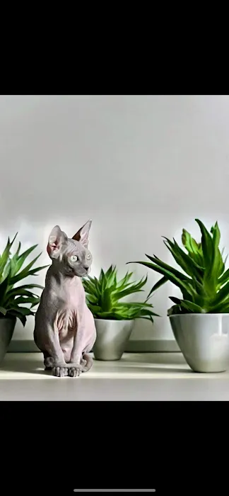 Sphynx universe Picture 5