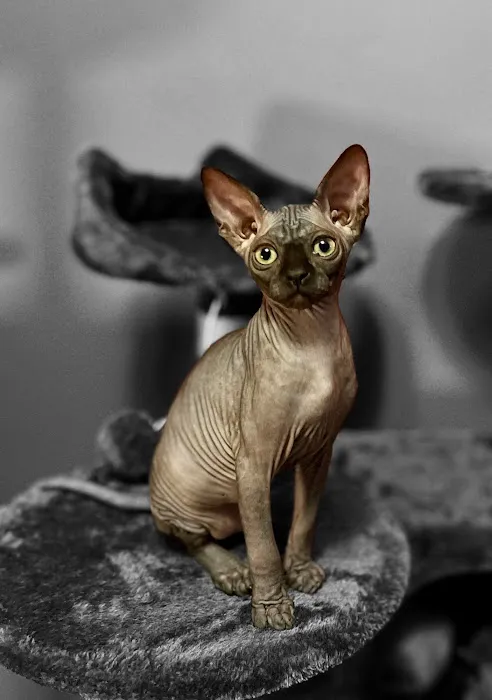 Sphynx universe Picture 3