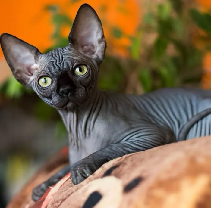 Sphynx universe Picture 8