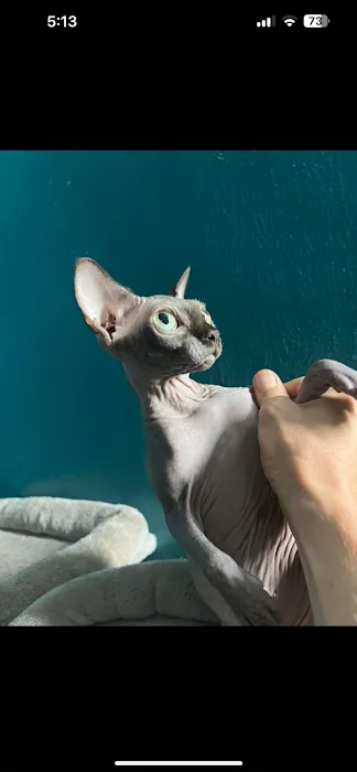 Sphynx universe Picture 9
