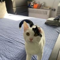 Urban Vets Animal Hospital ico