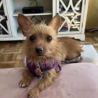 East Village Animal Clinic ico