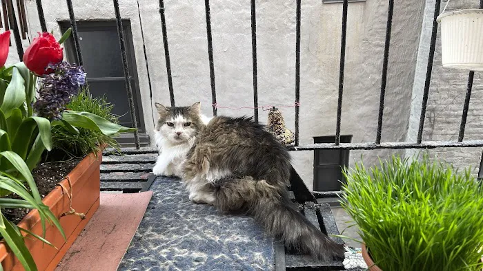 East Village Animal Clinic Picture 2