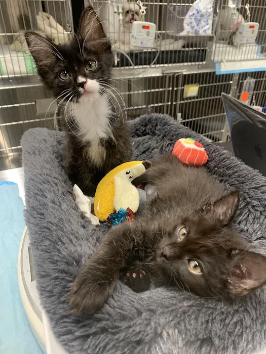 East Village Animal Clinic Picture 7
