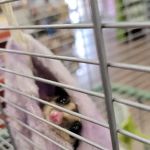 Petland Albuquerque