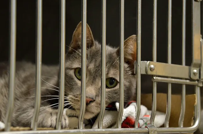 ABC Animal Hospital Picture 6