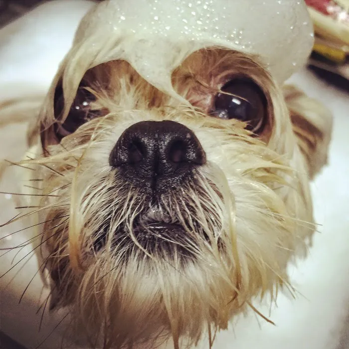 ABC Animal Hospital Picture 10