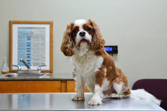 ABC Animal Hospital Picture 1