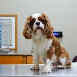 ABC Animal Hospital