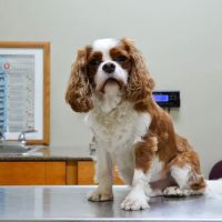 ABC Animal Hospital ico