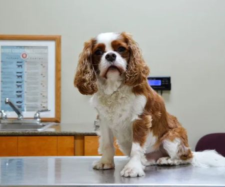 ABC Animal Hospital