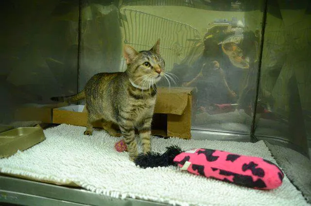 ABC Animal Hospital Picture 8