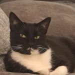 Pearly Bites Veterinary