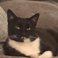 Pearly Bites Veterinary ico