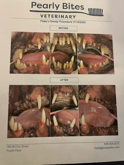 Pearly Bites Veterinary Picture 8