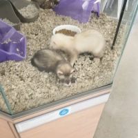 Petco ico