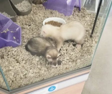 Petco