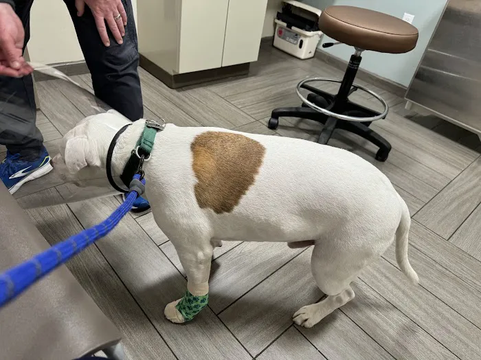 BluePearl Pet Hospital Picture 7