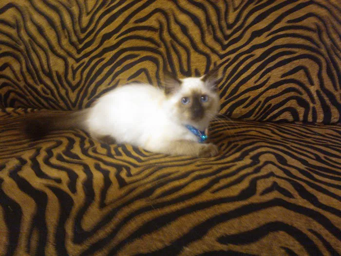 The Cat Practice Picture 2