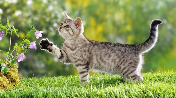 The Cat Practice Picture 3