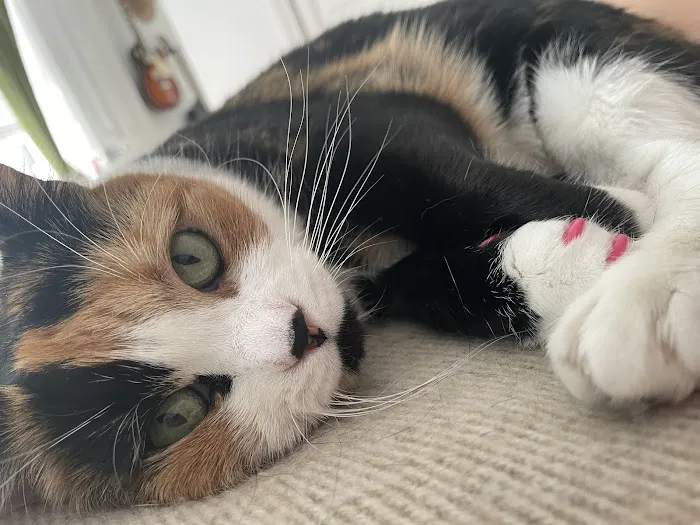 The Cat Practice Picture 5
