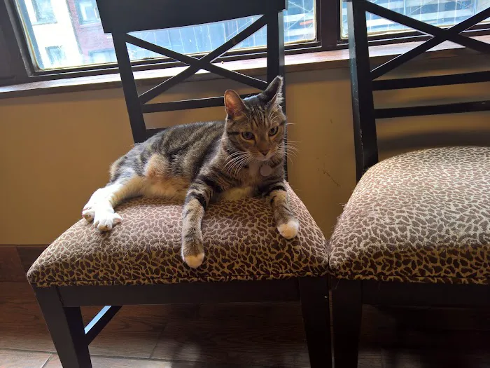 The Cat Practice Picture 1