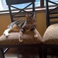 The Cat Practice ico