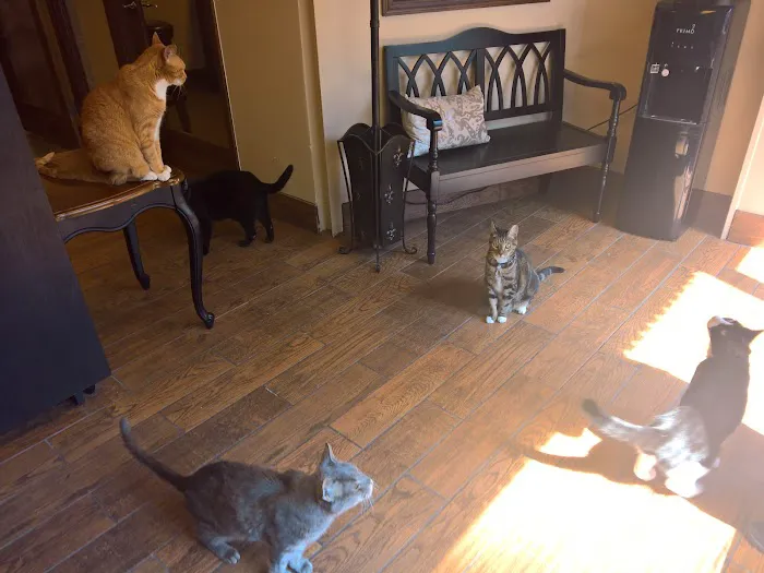 The Cat Practice Picture 9