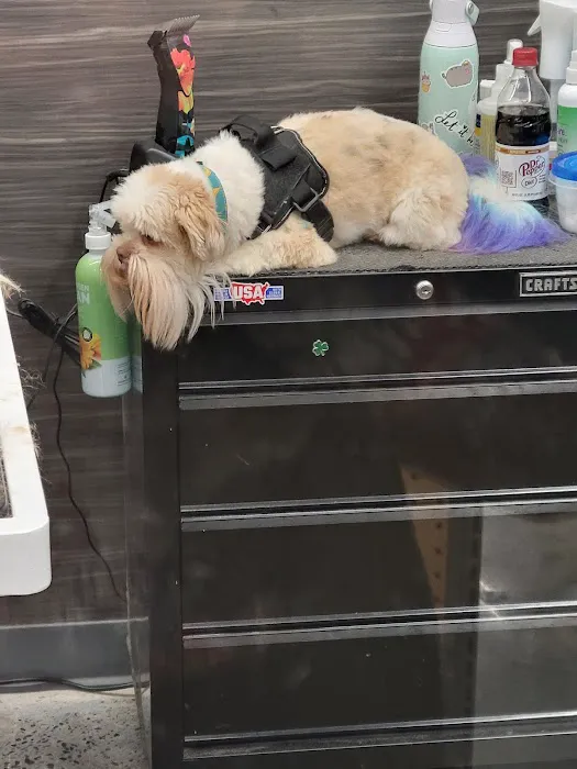 Pet Supplies Plus Charlotte - Elizabeth Picture 2