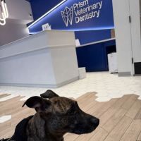 Prism Veterinary Dentistry ico