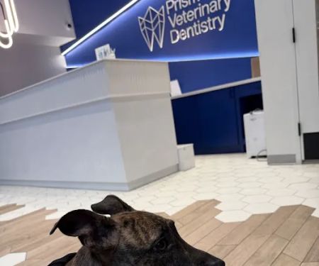 Prism Veterinary Dentistry