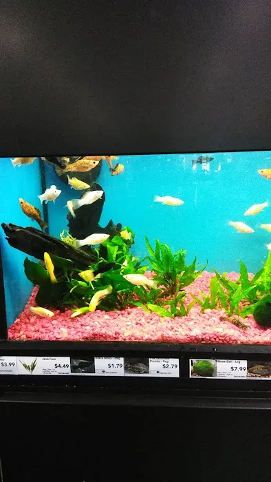 Pet Supermarket Picture 4