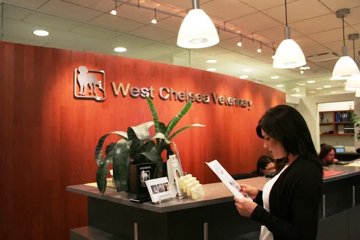 West Chelsea Veterinary Picture 4