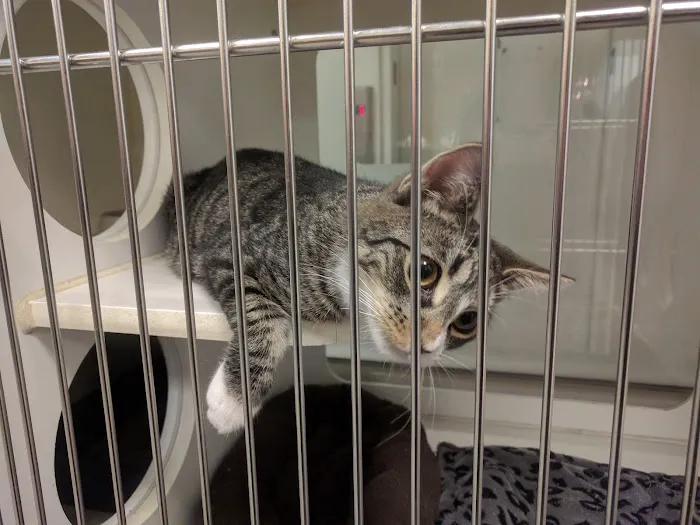West Chelsea Veterinary Picture 5