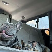 West Chelsea Veterinary ico