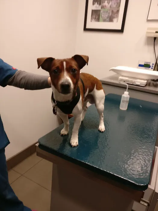 West Chelsea Veterinary Picture 8