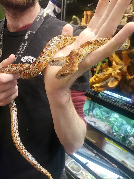 Cold Blooded & Bizarre Picture 2