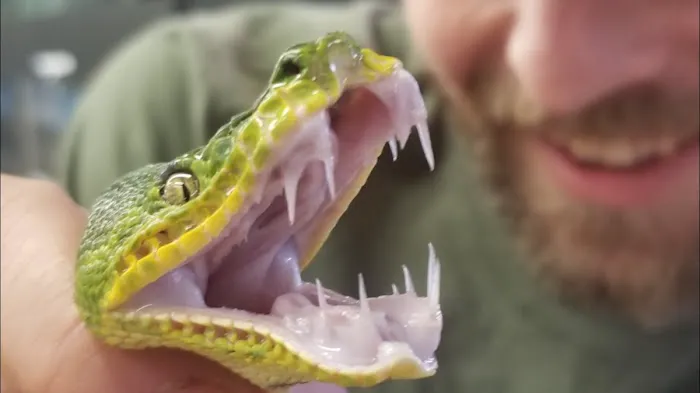 Cold Blooded & Bizarre Picture 7